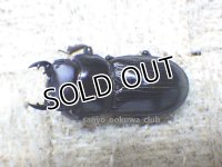 今季ブリード個体！ 雲南省産 カツラオオクワガタ☆♂26ミリ♀25ミリ新成虫ペア