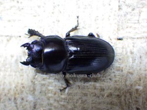 画像4: スキットオオクワ☆♂29ミリ♀26ミリ新成虫ペア