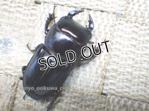 画像1: 今季ブリード個体！ スキットオオクワ☆♂30ミリ♀25ミリ新成虫別血統ペア