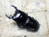 今季ブリード個体！ 広西産 カツラオオクワガタ☆♂37ミリ♀29ミリ新成虫ペア