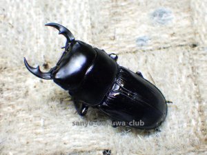 画像1: 今季ブリード個体！ 広西産 カツラオオクワガタ☆♂37ミリ♀29ミリ新成虫ペア