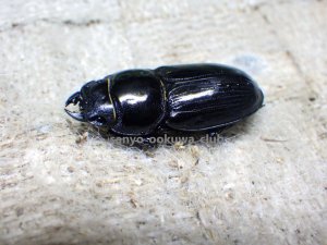 画像3: 今季ブリード個体！ 広西産 カツラオオクワガタ☆♂38ミリ♀29ミリ新成虫ペア