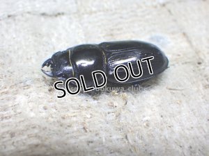画像3: 今季ブリード個体！ 広西産 カツラオオクワガタ☆♂35ミリ♀28ミリ新成虫ペア