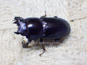 画像5: スキットオオクワ☆♂29ミリ♀26ミリ新成虫ペア