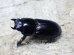 画像5: 今季ブリード個体！ 雲南省産 カツラオオクワガタ☆♂29ミリ♀25ミリ新成虫ペア