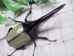 画像3: Dh.ヘラクレスオオカブト☆♂122ミリ新成虫単品　