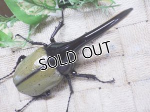 画像3: Dh.ヘラクレスオオカブト☆♂122ミリ新成虫単品　