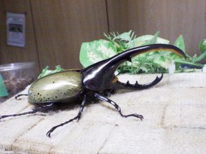 画像2: Dh.ヘラクレスオオカブト☆♂122ミリ新成虫単品　