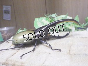 画像2: Dh.ヘラクレスオオカブト☆♂122ミリ新成虫単品　