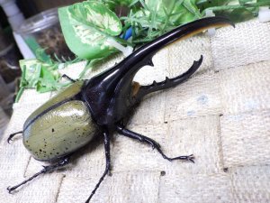 画像1: Dh.ヘラクレスオオカブト☆♂122ミリ新成虫単品　