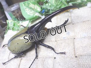 画像1: Dh.ヘラクレスオオカブト☆♂122ミリ新成虫単品　