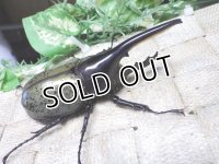 Dh.ヘラクレスオオカブト☆♂98ミリ新成虫単品　(12)　