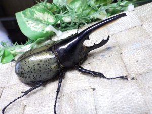 画像1: Dh.ヘラクレスオオカブト☆♂98ミリ新成虫単品　(12)　
