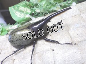 画像1: Dh.ヘラクレスオオカブト☆♂98ミリ新成虫単品　(12)　
