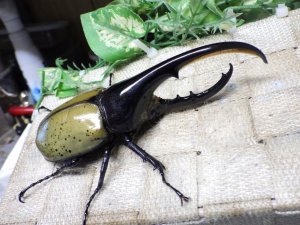 画像1: Dh.ヘラクレスオオカブト☆♂121ミリ新成虫単品　(13)　