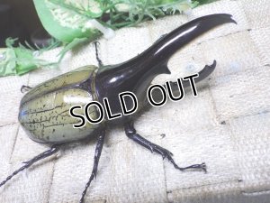 画像1: Dh.ヘラクレスオオカブト（パチセラス血統）☆♂107ミリ B品 新成虫単品　(17）