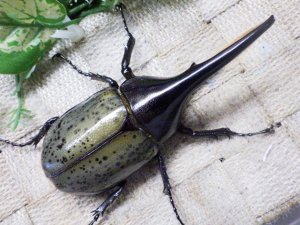 画像3: Dh.ヘラクレスオオカブト☆♂98ミリ新成虫単品　(12)　