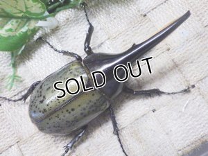 画像3: Dh.ヘラクレスオオカブト☆♂98ミリ新成虫単品　(12)　