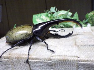 画像2: Dh.ヘラクレスオオカブト☆♂119ミリ新成虫単品　(15)　