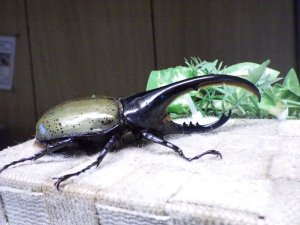 画像2: Dh.ヘラクレスオオカブト☆♂120ミリ新成虫単品　(14)　