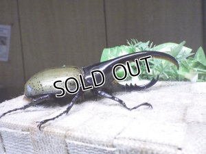 画像2: Dh.ヘラクレスオオカブト☆♂120ミリ新成虫単品　(14)　
