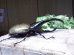 画像2: Dh.ヘラクレスオオカブト☆♂120ミリ新成虫単品　(14)　 (2)