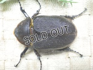 画像3: Dh.ヘラクレスオオカブト☆♀75ミリA-新成虫単品