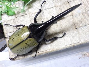 画像3: Dh.ヘラクレスオオカブト☆♂141ミリ新成虫単品