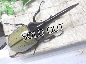 画像3: Dh.ヘラクレスオオカブト☆♂141ミリ新成虫単品