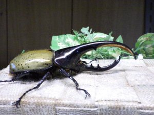 画像2: Dh.ヘラクレスオオカブト☆♂121ミリ新成虫単品　(13)　