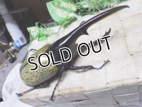 Dh.ヘラクレスオオカブト☆♂141ミリ新成虫単品