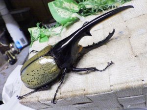 画像1: Dh.ヘラクレスオオカブト☆♂141ミリ新成虫単品