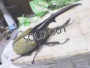 画像1: Dh.ヘラクレスオオカブト☆♂141ミリ新成虫単品
