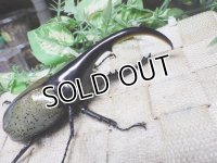 Dh.ヘラクレスオオカブト☆♂121ミリ C品 新成虫単品　(16)　