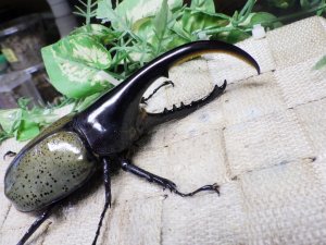 画像1: Dh.ヘラクレスオオカブト☆♂121ミリ C品 新成虫単品　(16)　
