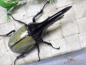 画像3: Dh.ヘラクレスオオカブト☆♂120ミリ新成虫単品　(11)　