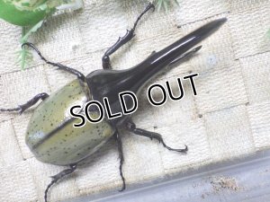 画像3: Dh.ヘラクレスオオカブト☆♂120ミリ新成虫単品　(11)　