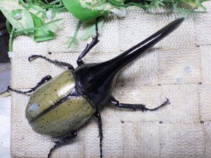 画像3: Dh.ヘラクレスオオカブト☆♂120ミリ新成虫単品　(14)　