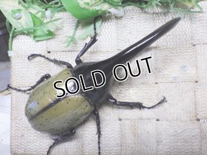 画像3: Dh.ヘラクレスオオカブト☆♂120ミリ新成虫単品　(14)　
