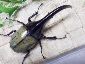 画像3: Dh.ヘラクレスオオカブト☆♂121ミリ C品 新成虫単品　(16)　