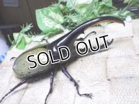 Dh.ヘラクレスオオカブト☆♂120ミリ新成虫単品　(11)　