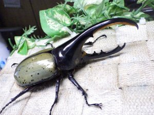 画像1: Dh.ヘラクレスオオカブト☆♂120ミリ新成虫単品　(11)　