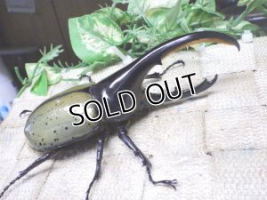 画像1: Dh.ヘラクレスオオカブト☆♂120ミリ新成虫単品　(11)　