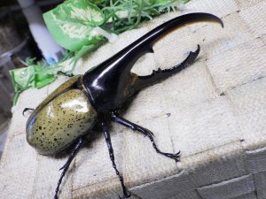 画像1: Dh.ヘラクレスオオカブト☆♂119ミリ新成虫単品　(15)　