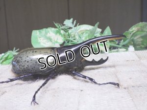 画像2: Dh.ヘラクレスオオカブト☆♂98ミリ新成虫単品　(12)　