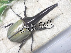 画像3: Dh.ヘラクレスオオカブト（パチセラス血統）☆♂108ミリ 新成虫単品　(18）