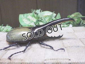 画像2: Dh.ヘラクレスオオカブト（パチセラス血統）☆♂108ミリ 新成虫単品　(18）