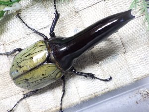 画像1: 期間限定！Dh.ヘラクレスオオカブト（パチセラス血統）☆♂114ミリ超極太！ ♀67ミリ ♀64ミリ 別血統トリオ　(19）