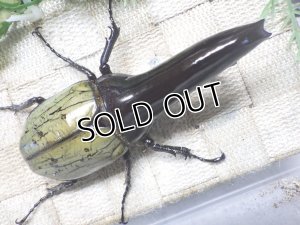 画像1: 期間限定！Dh.ヘラクレスオオカブト（パチセラス血統）☆♂114ミリ超極太！ ♀67ミリ ♀64ミリ 別血統トリオ　(19）