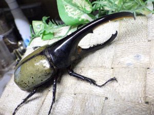 画像1: Dh.ヘラクレスオオカブト☆♂120ミリ新成虫単品　(14)　